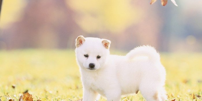1280x1024 White Puppy Wallpaper Gallery Cute Puppies - Litle Pups