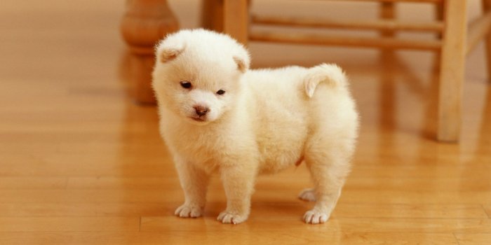 1600x900 Cute Puppy Wallpaper (41)