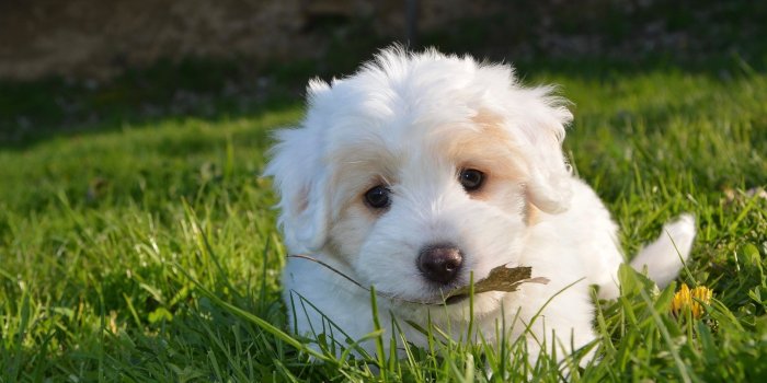 1920x1080 White Cute Puppy HD Wallpaper - Wallpaper Stream