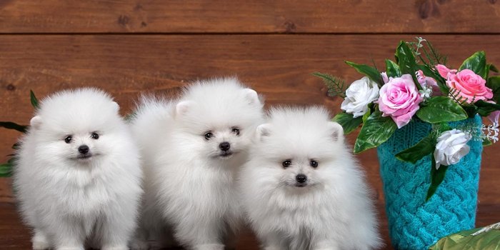 1280x800 Photo Puppy Spitz dog White Three 3 animal