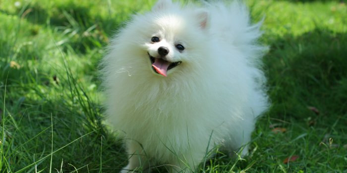 3283x2189 White Puppy Wallpapers / Star ULTRA HD Textures