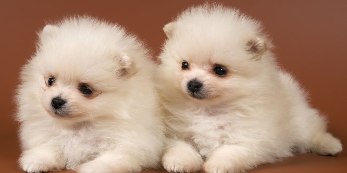 2880x1800 Pomeranian puppy wallpaper Gallery