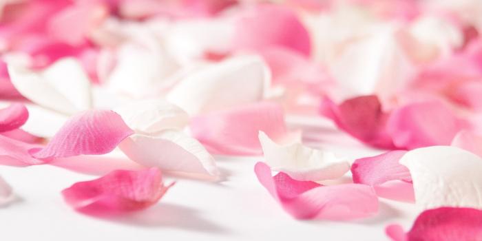 1920x1080 Flower pink petals hd wallpaper | 1920x1080 | #30110