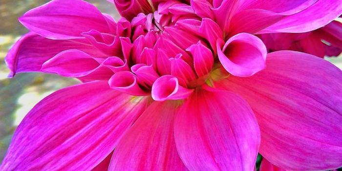 863x1024 Beautiful flower HD wallpapers » Flowers » NSempire