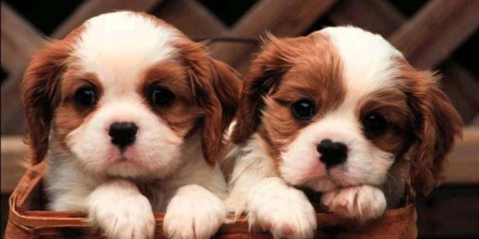 1440x900 Puppy Dog Wallpaper - Brown And White Dog Cute (#135422) - HD