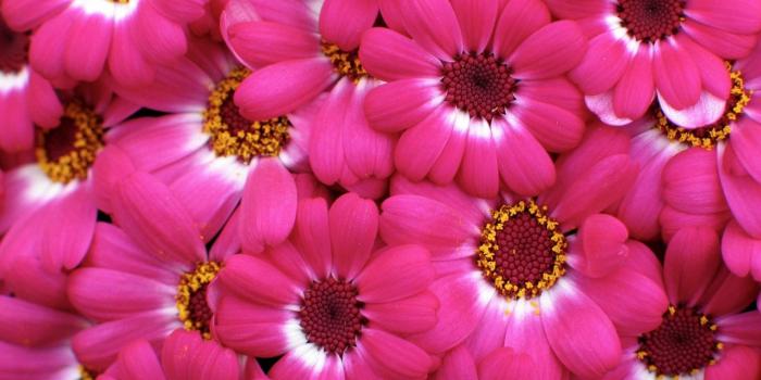 1600x1200 Pink Flowers Photography – download HD at digitalimagemakerworld.com