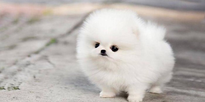 1280x800 HUSKY WALLPAPER 138C Wallpaper | Moon Light | White pomeranian