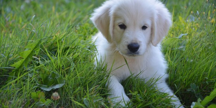 1440x900 Download 1440x900 Wallpaper Dog, Cute White Puppy, Domestic Animal