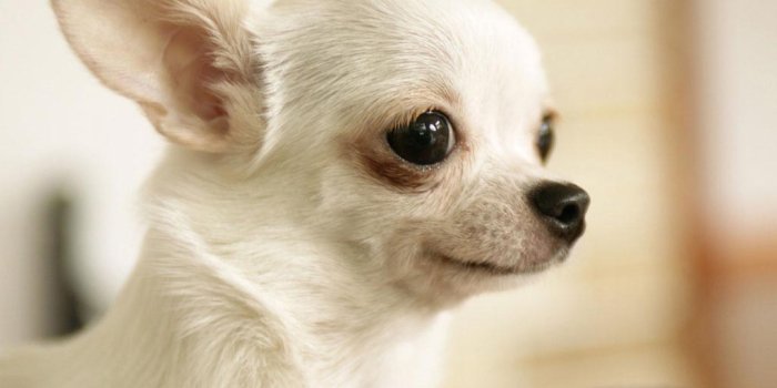 1024x768 46+] Cute Puppies and Dogs Wallpaper on WallpaperSafari