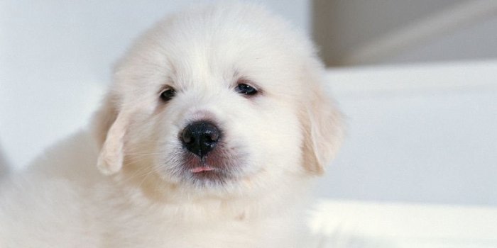 1024x1024 Download Cute White Puppy Wallpapers For IPad Desktop Background