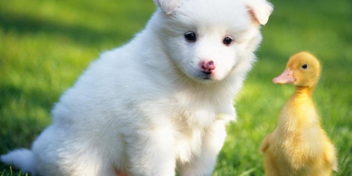 1680x1050 35+ Cute White Puppy Wallpapers - Download at WallpaperBro