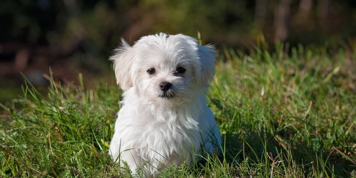 3000x1993 0258 - dog cute puppy wallpapers | woodenboxlwp