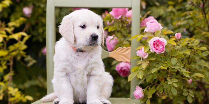 2880x1800 Cute White Puppy Wallpaper | HD Wallpapers , HD Backgrounds,Tumblr