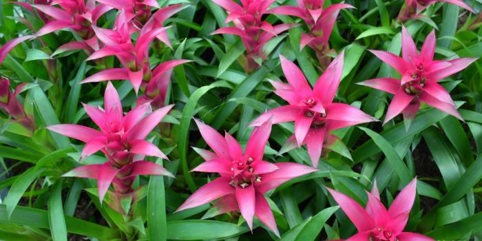 2560x1440 Tropical pink flowers - Barbaras HD Wallpapers