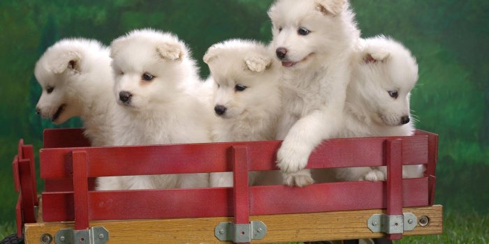 1920x1200 Cute White Puppies HD wallpaper