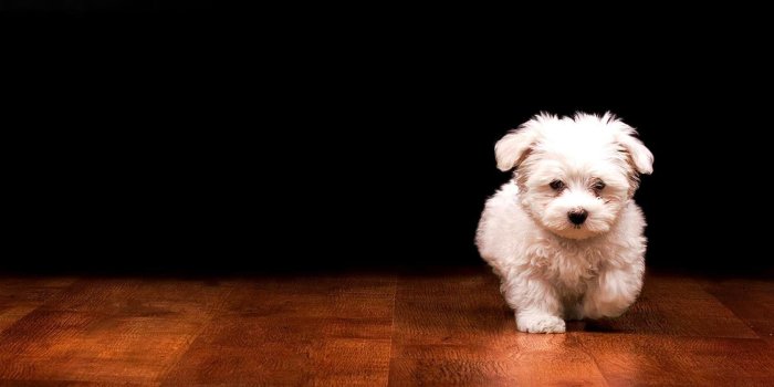 1680x1050 Puppy wallpaper | 1680x1050 | #46574