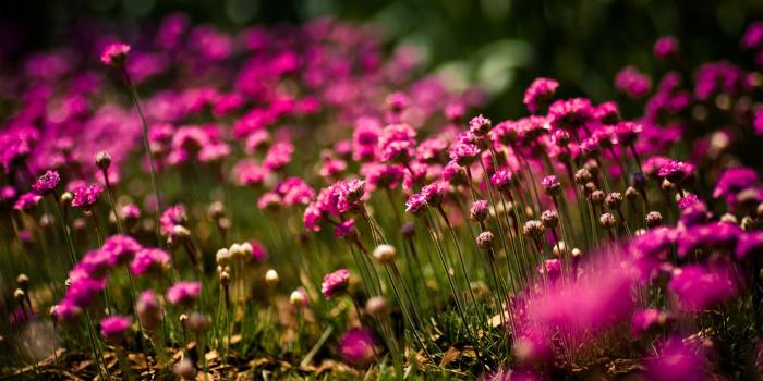 1920x1200 4 pink flower hd wallpaper - file.army