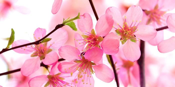 1071x1600 World's Top 100 Beautiful Flowers Images Wallpaper Photos Free Download