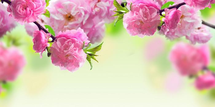 2560x1440 Pink Flowers HD Wallpaper | wordwallpapers.com