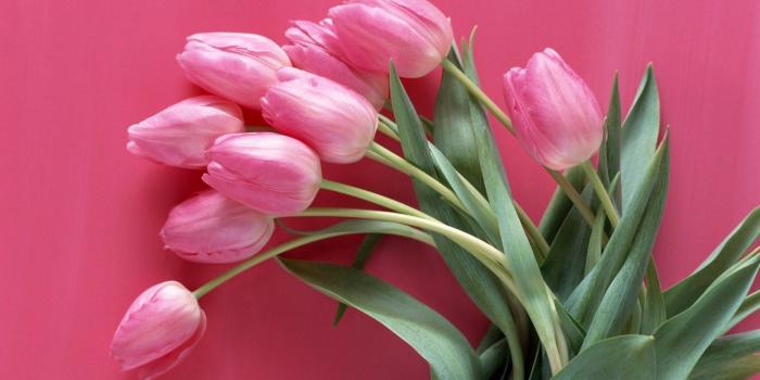 1440x900 Pink Flower Wallpapers HD