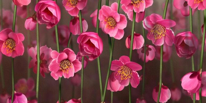 1920x1200 Pink Flower Desktop Wallpapers (69+ background pictures)