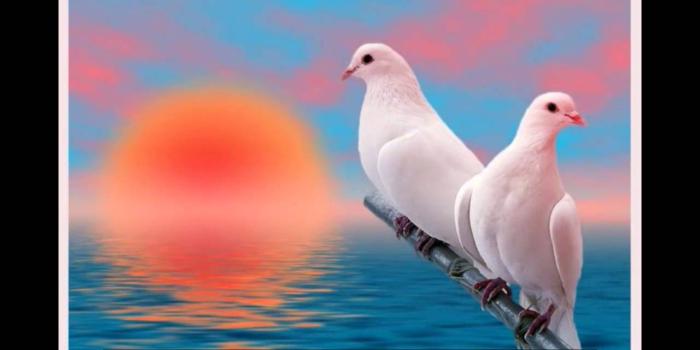 1280x720 Good Morning Wishes,Good Morning Greetings,Wallpapers,E-card,Good Morning  Whatsapp video