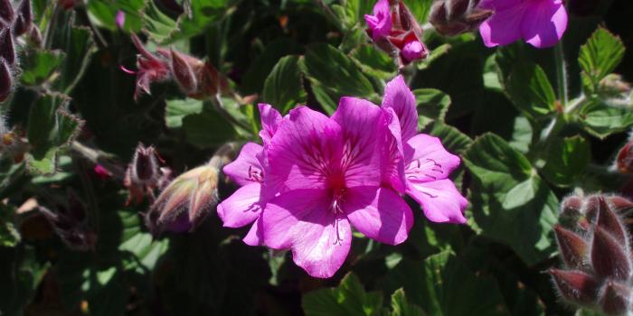 2560x1440 Plant with pink flowers - Barbaras HD Wallpapers