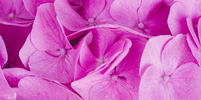 1000x1500 100+ Pink Flower Pictures | Download Free Images on Unsplash