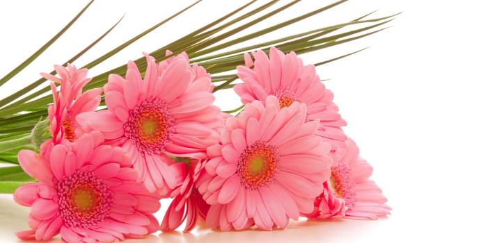 2560x1600 160 Gerbera HD Wallpapers | Background Images