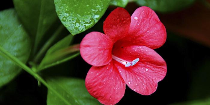 2560x1600 Pretty Little Pink Flowers Hd Wallpaper : Wallpapers13.com