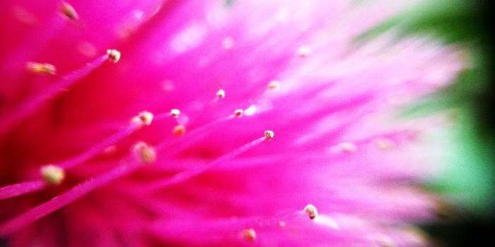 3328x1872 3028533 beautiful, beauty, flower, flowers, hd wallpaper, macro