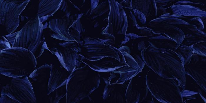 1200x800 Dark Blue Backgrounds | Navy Blue | Dark blue flowers, Dark flowers
