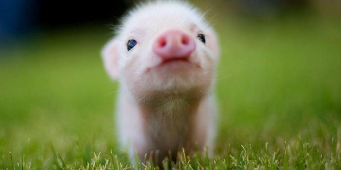 1250x875 Cute Baby Animal Wallpapers