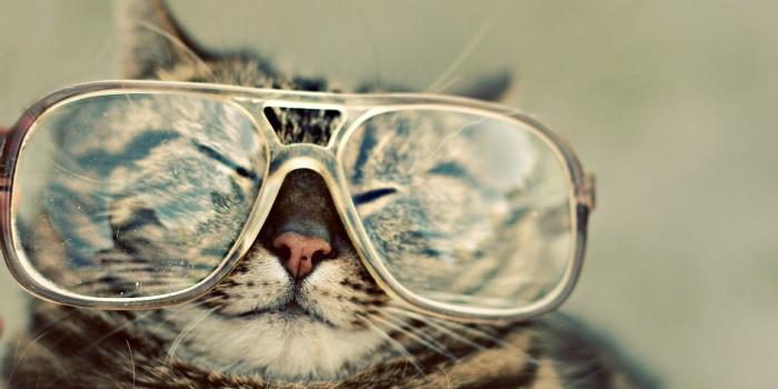 1920x1080 Funny Animal Desktop Wallpaper (57+ images)