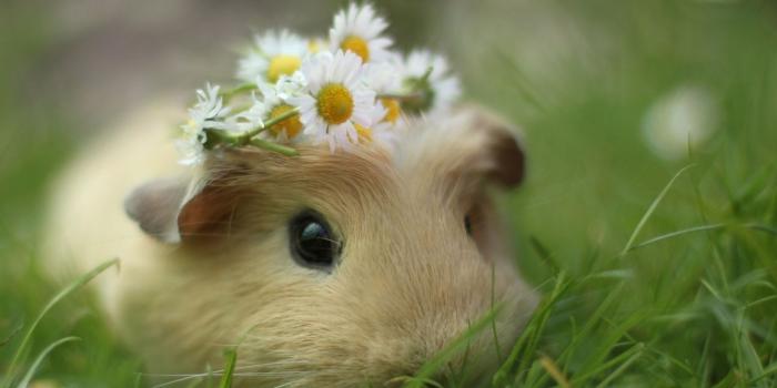 1680x1050 Cute Animal Background wallpaper | 1680x1050 | #12367