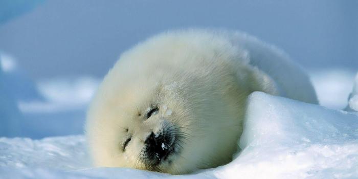 1920x1080 Cute Animal Wallpapers