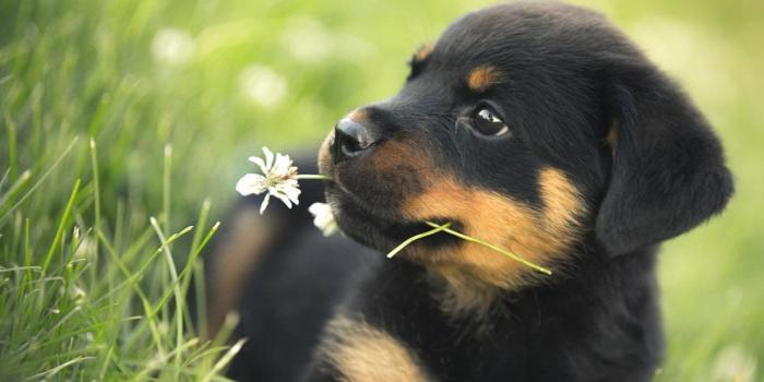 1273x846 Spring Baby Animals Desktop Wallpapers | love rottweilers