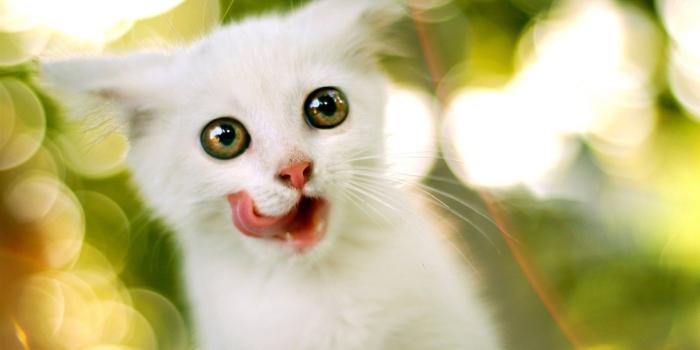 2560x1440 65+ Full Screen Animal Wallpapers - Download at WallpaperBro