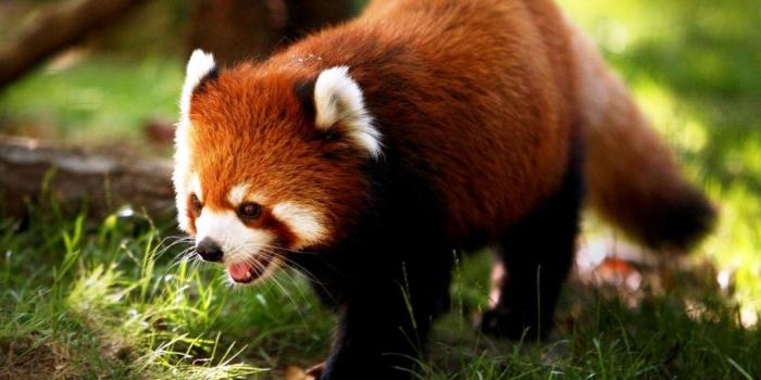 1024x768 Cute Animal Desktop Wallpaper | Nababan Wallpapers