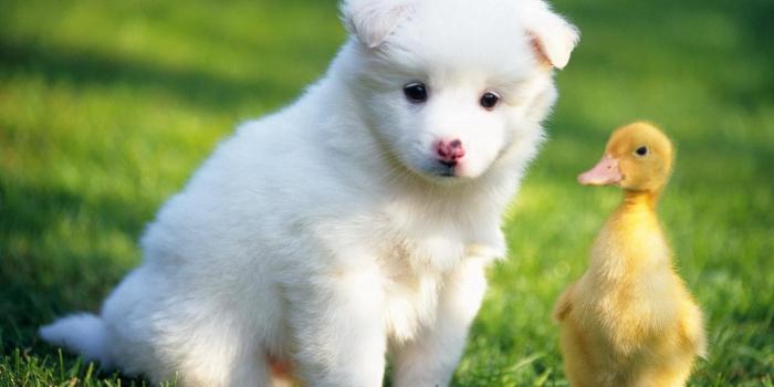 1920x1080 HD Cute Baby Animal Backgrounds