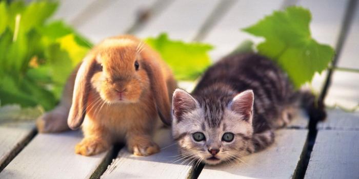 1920x1200 Cute Animals Wallpapers (68+ background pictures)