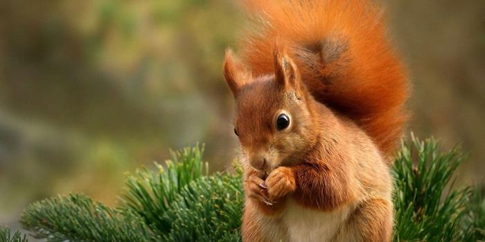 1920x1080 Lovely Cute Animals Hd Wallpapers 1080p | HD Wallpaper