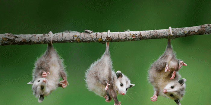 1366x768 Baby animal desktop wallpaper Gallery