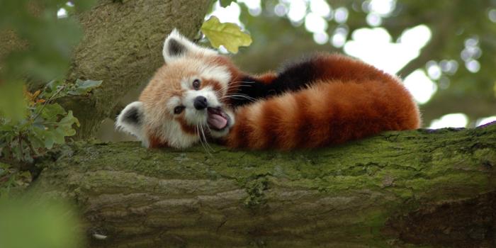 2560x1440 Animal Desktop Backgrounds ·① WallpaperTag