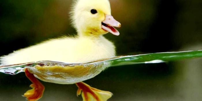 1280x768 Cute Animal Wallpapers For Desktop (30+ images) on Genchi.info