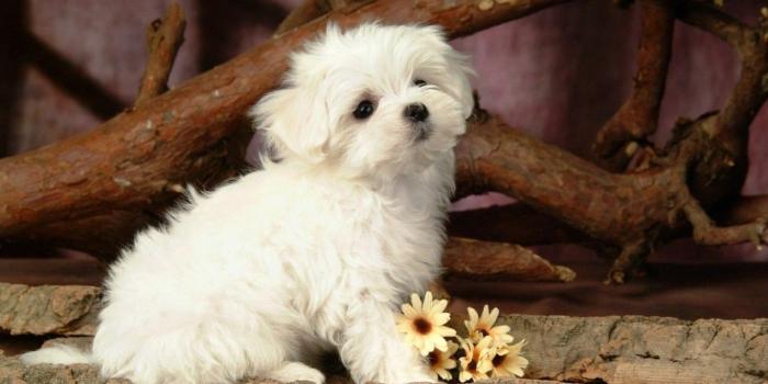 1366x768 Cute Animals Hd And New D On Myhd Net 184830 Wallpaper wallpaper