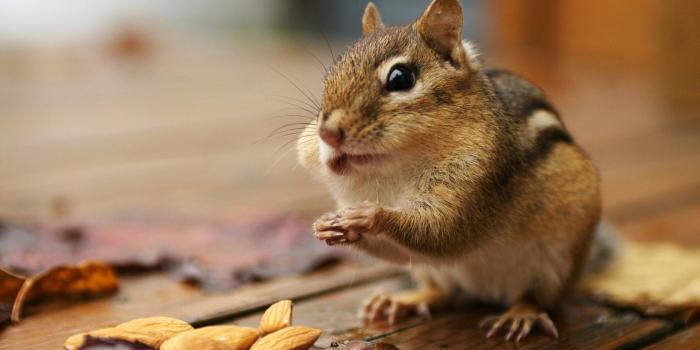1680x1050 Gepind vanaf kepguru.hu | Squirrels | Cute animals, Pictures of