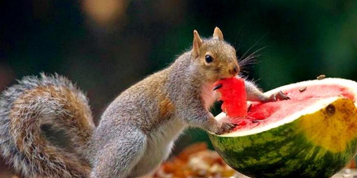 1183x803 Animal Wallpapers For Desktop | Wallpapers Emoji