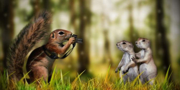 1920x1080 Cute Animal Backgrounds (61+ pictures)