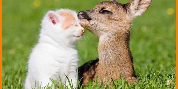 1960x1120 Baby Farm Animals Baby Farm Animals Desktop Wallpaper D Farm Tag